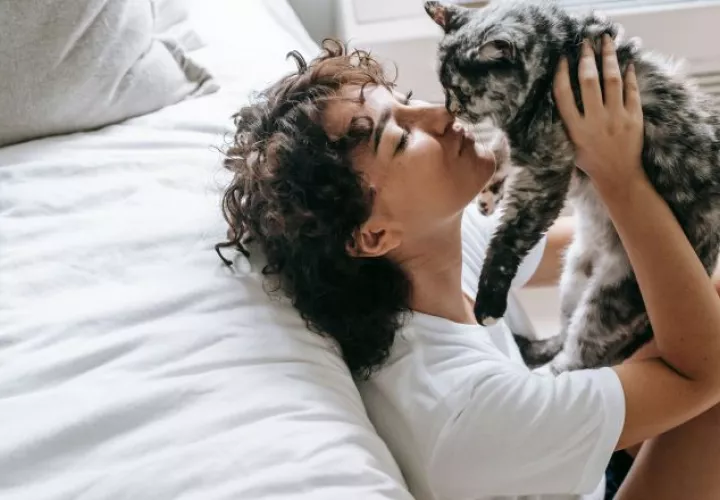 La figura del gato doméstico se ha convertido en un icono indispensable de la cultura de Internet y la vida cotidiana. Sam Lion / Pexels