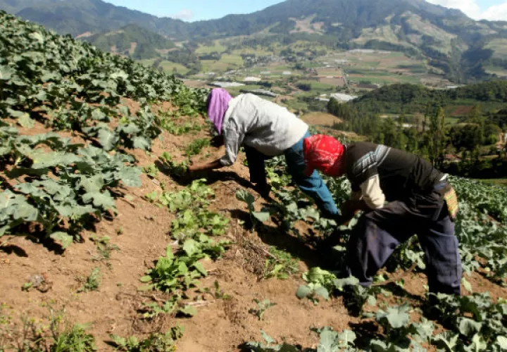 Productores tendrán seguridad de la compra de sus cosechas.
