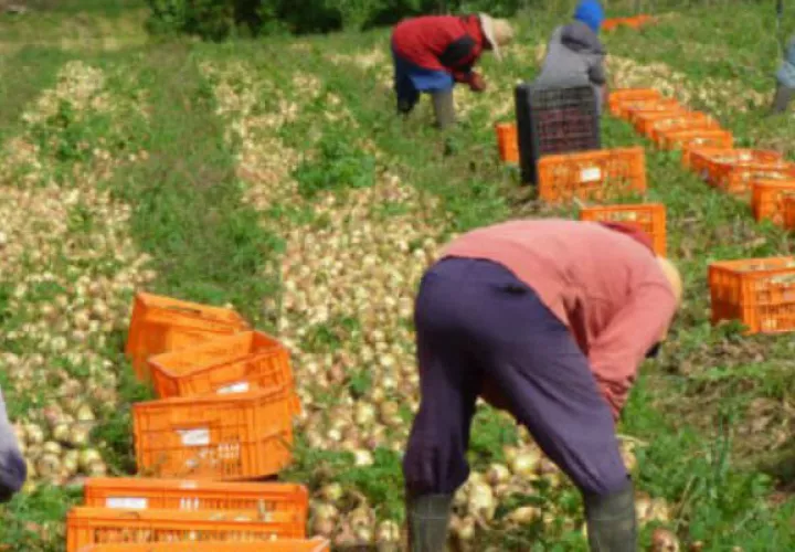 El sector agro está deprimido por falta de políticas públicas. 