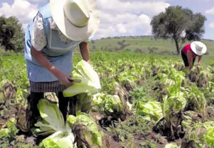 La Cámara de Comercio indicó que se debe establecer una estrategia nacional para el desarrollo del sector agro.