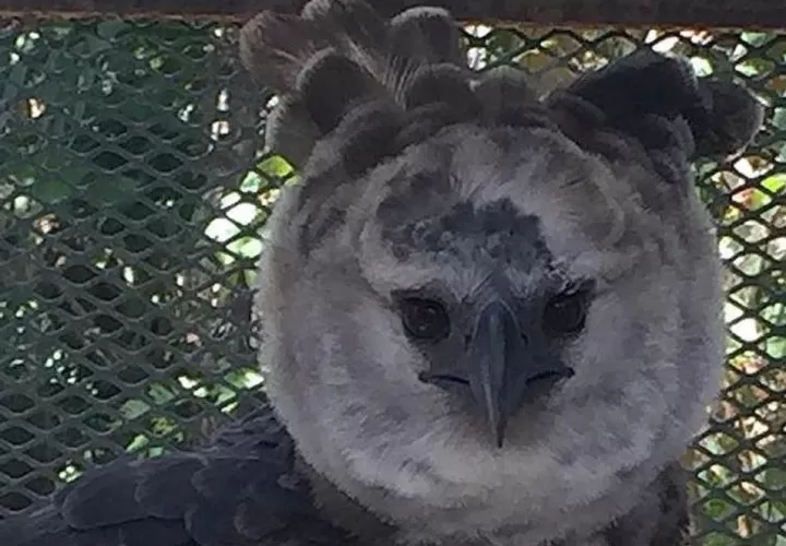 El águila harpía fue herida de ocho perdigones en el corregimiento de Nombre de Dios, en la provincia de Colón.