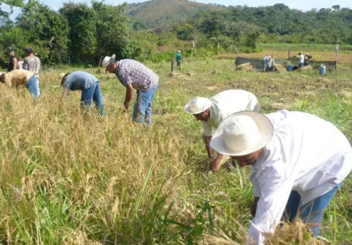 Productores de arroz aseguran que el IMA les debe cerca de 4 millones de dólares.