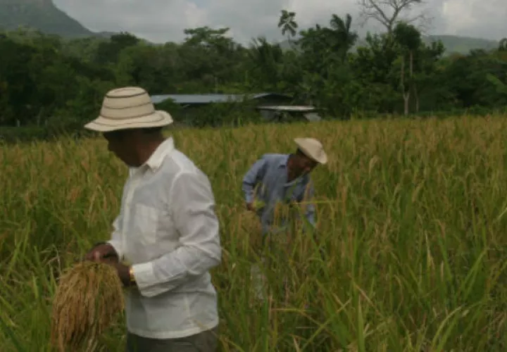 Productores señalan que hay arroz suficiente.
