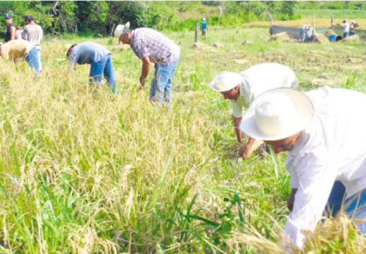 Queda pendiente de cosecha de acuerdo a lo sembrado de 1,500 hectáreas de arroz con riego/Archivo.