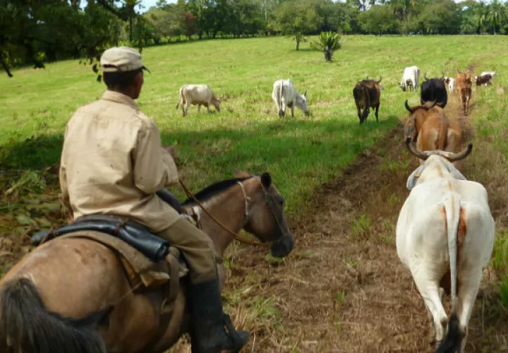 Panamá exportará a China el próximo 22 de junio su primer cargamento de carne de vacuno . 