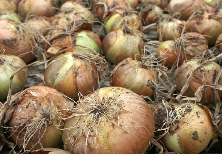 El decomiso de cebolla fue realizado por autoridades de la dirección de Autoridad Nacional de Aduanas conjuntamente con el Ministerio de Desarrollo Agropecuario (Mida).