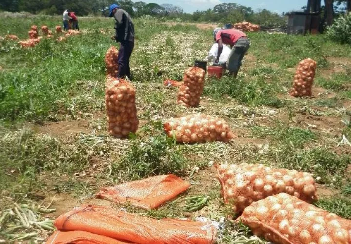 A raíz de las constantes lluvias en las Tierras Altas de Volcán, provincia de Chiriquí, la producción de la cebolla se vio afectada.