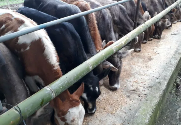 Sólo en la provincia de Chiriquí, hay 39 fincas cuarentenadas, donde se ubicaron animales reactores a la brucelosis.