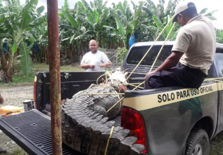 Una vez el animal fue neutralizado por los trabajadores se procedió a dar aviso a personal de Mi Ambiente quien en un vehículo pick up de la institución procedió a trasladarlo para que reubicarlo en su habital natural.