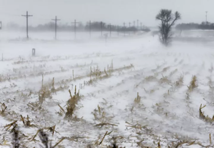 Las filas de tallos de maíz se levantan en la nieve que sopla al norte de la ciudad de Nebraska, en Estados Unidos. 