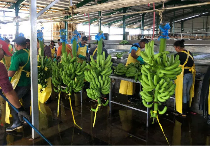 La reactivación de la zona bananera supone una producción de 900 hectáreas cada año y una productividad promedio de 2,725 cajas de banano por hectáreas, por año. Foto/Cortesía