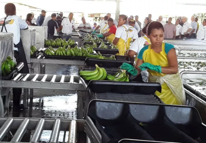 Hoy día ya se cuentan con 300 empleos directos y 200 indirectos. Foto/Cortesía