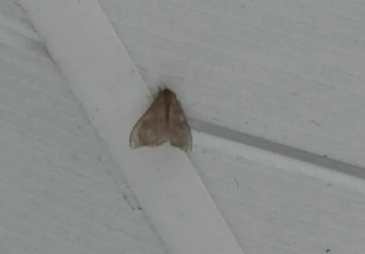 Para controlar la dermatitis a los estudiantes de La Chorrera causada por la "Mariposa Negra" se está recetando el uso de cremas.
