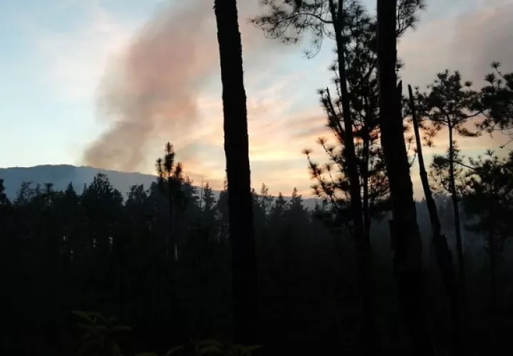 Bomberos rgistran más de 200 atenciones por incendio de masa vegetal. Foto/MiAmbiente
