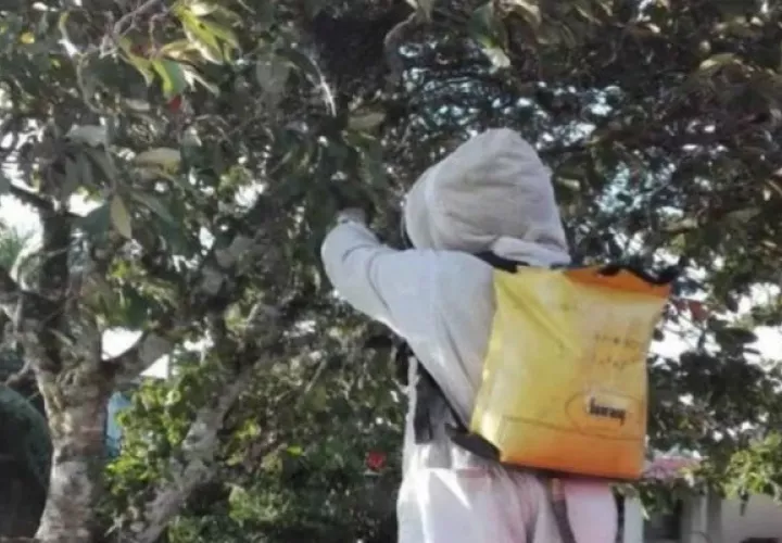 El ataque de las abejas africanizadas fue en la casa de las personas. Foto: Mayra Madrid. 