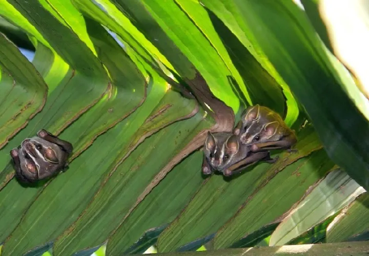 Los murciélagos ‘Uroderma bilobatum’ pueden dar a sus crías un empujón para madurar. /Foto Cortesía/STRI