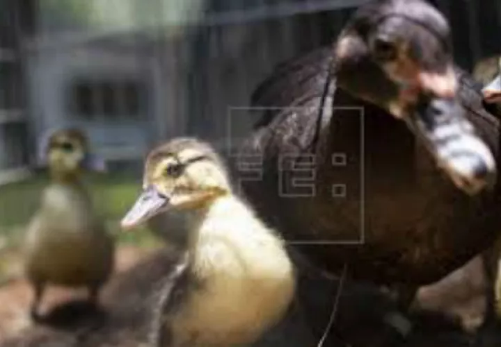 Los patitos fueron llevados a un albergue. Foto: EFE/Ilustrativa