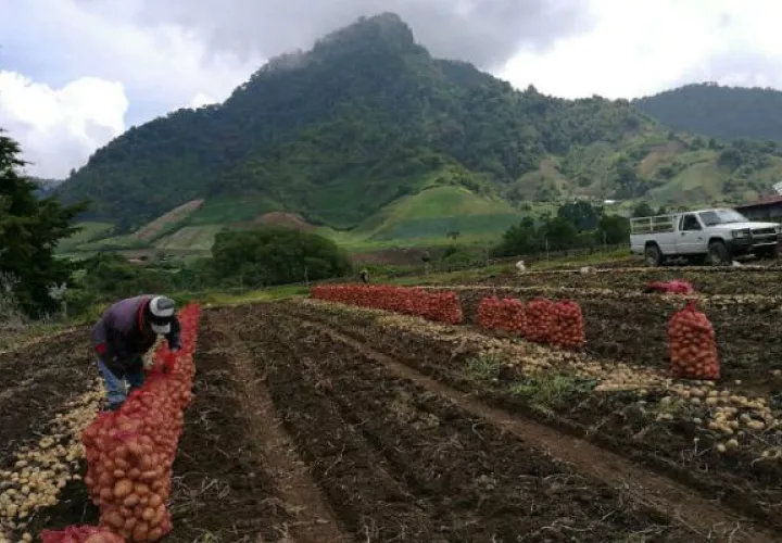 El pago a los productores se hará este fin de semana en la ciudad de Santiago de Veraguas.