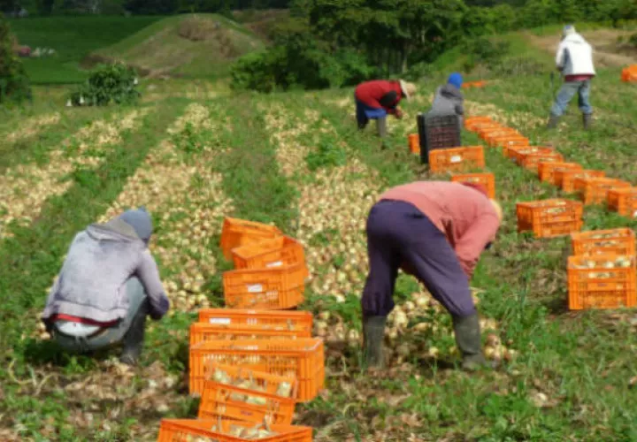 Productores ven difícil que las autoridades hagan en dos días lo que no han hecho en seis meses.