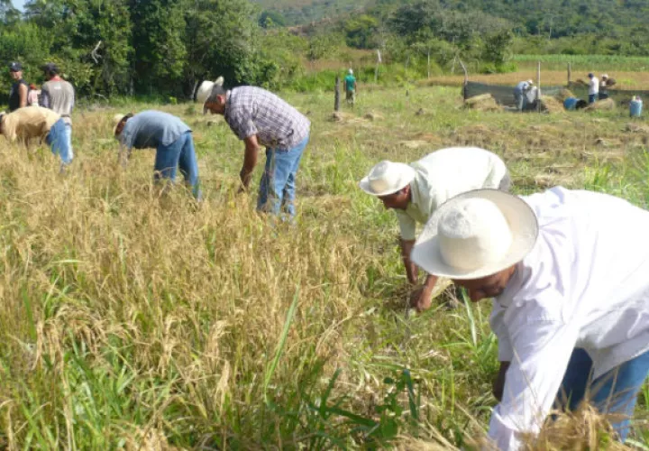 Laurentino Cortizo explicó que con este dinero se busca reactivar el sector agropecuario del país y a su vez que los productores puedan saldar sus cuentas con otros acreedores.