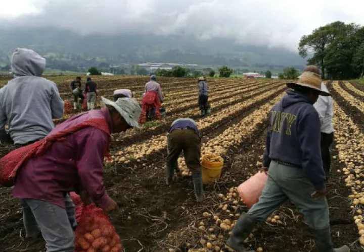 Los productores revaluarán sus acciones programadas. Foto/Archivo