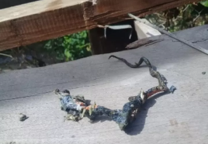 El animal fue encontrado en una tubería de media pulgada. Foto/José Vásquez