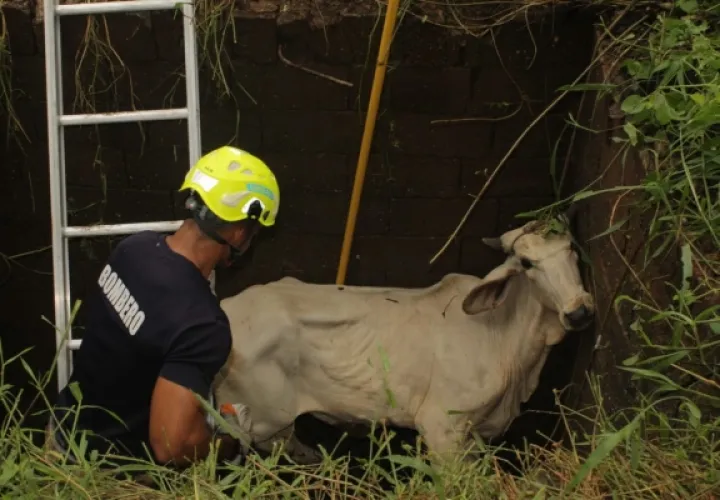 Las autoridades informaron que el animal no sufrió ningún golpe. Foto/Thays Domínguez