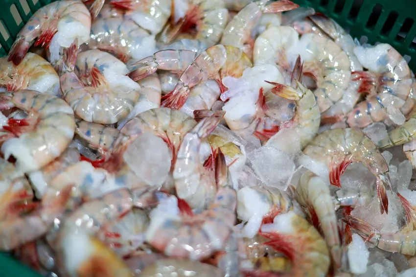 Los camarones han tenido un buen desempeño este año en el mercado exportador. Foto: Cortesía MICI