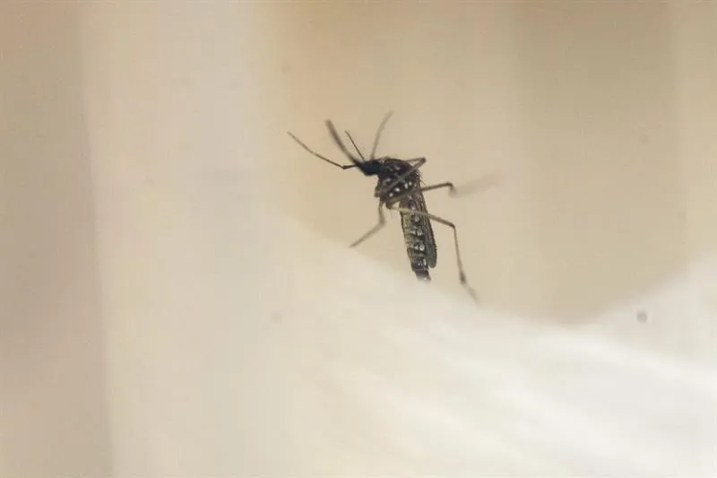Un ejemplar del mosquito Aedes Aegypti, transmisor del dengue y el zika. EFE