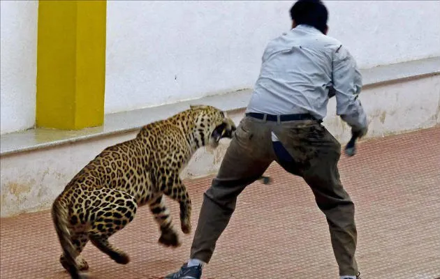 Un hombre intenta capturar a un leopardo en una escuela de Bangalore. Foto:EFE 
