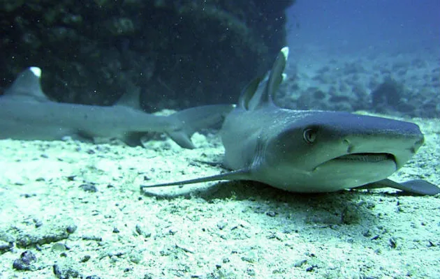  Tiburones en la Isla de Coco (Costa Rica). Foto/ EFE