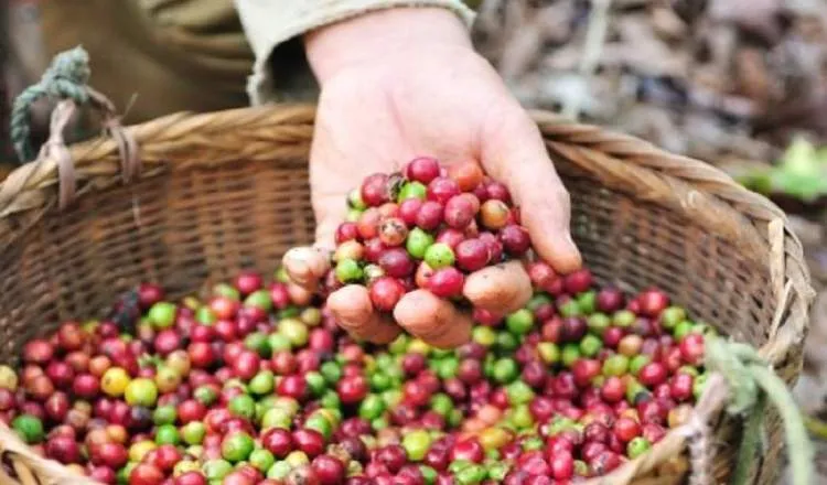 Una de las estrellas es el café de varios países centroamericanos. /Foto Cortesía.