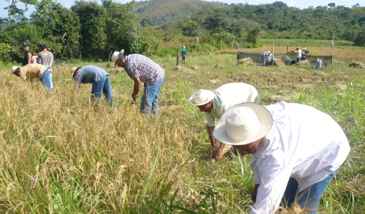 La importación que se tenía prevista, de 300 mil quintales de arroz en cáscara, fue suspendida, tras una reunión entre representantes del Gobierno y los productores. /Foto Archivo