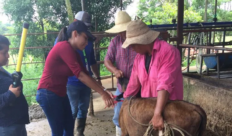 200 mil bovinos han sido trazados en Chiriquí. /Foto Cortesía