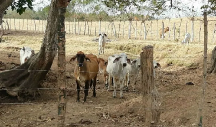 Las condiciones climáticas y meteorológicas que se han dado en Azuero son "críticas". Foto: Archivo.