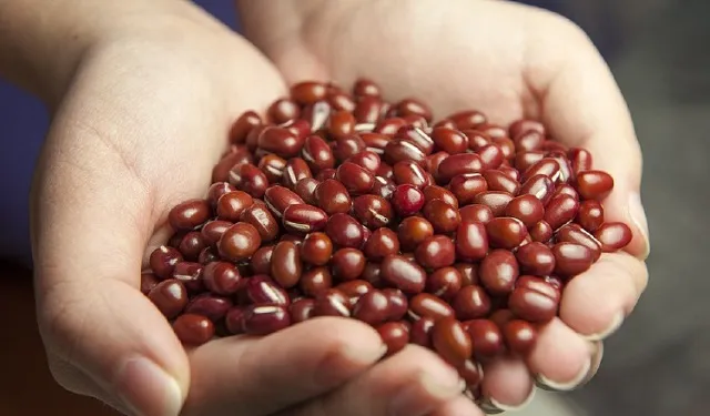 Los frijoles son una fuente de calcio. Foto: Ilustrativa / Pixabay