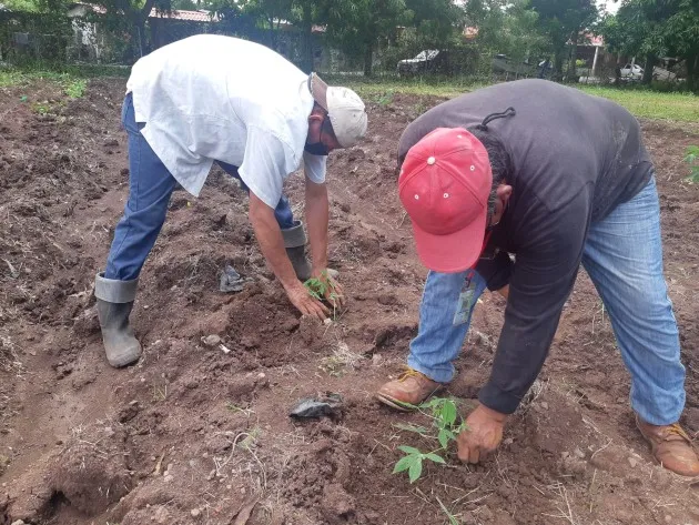 Los dos tipos de semilla provienen del Centro Internacional de Agricultura Tropical (CIAT) con sede en Colombia. Foto/Eric Montenegro