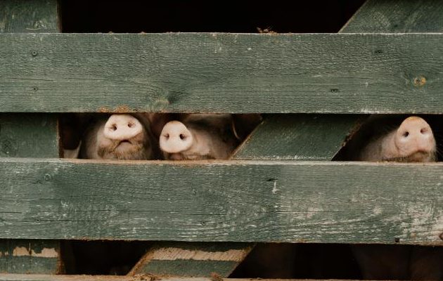 Los Santos, Panamá Oeste y Chiriquí lideran la industria porcina. Foto ilustrativa