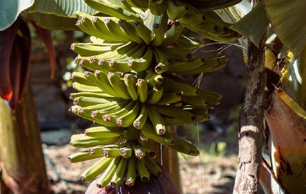 La principal actividad económica de Changuinola es la producción de banano, que ocupa amplias superficies del distrito bocatoreño. Foto ilustrativa