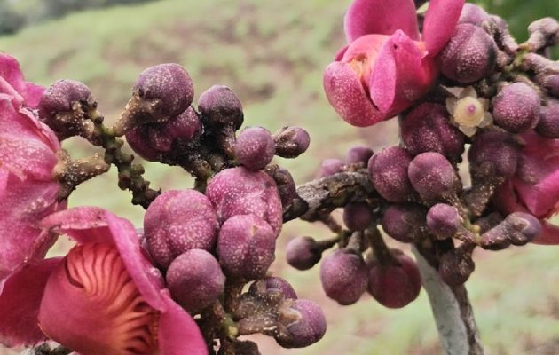 Según los investigadores, esta especie está bien distribuida en Sierra Llorona, provincia de Colón. Cortesía