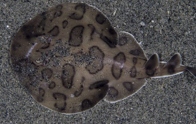 La raya eléctrica del Caribe (Narcine bancroftii). M. Caussat /iNaturalist.org 