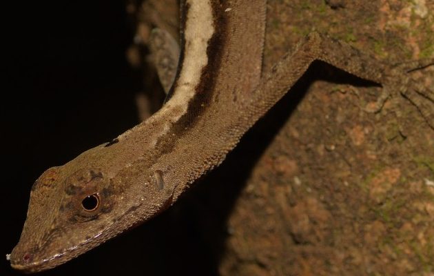 Durante un año de muestreos se registraron nueve especies de anfibios y veinte de reptiles. Durante un año de muestreos se registraron nueve especies de anfibios y veinte de reptiles. Cortesía