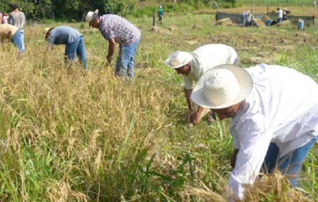 Los productores vaticinan un año crítico.  Archivo