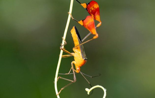 Insecto matador, Bitta alipes (antes Anisoscelis alipes). Foto: EFE