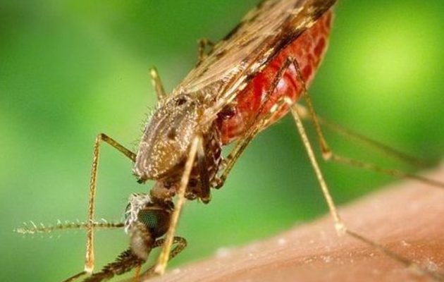 La malaria es una enfermedad curable. Foto: Archivo