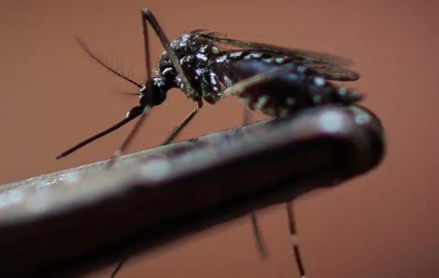 La mayoría de los casos se registran en personas de entre los 10 y 49 años. Foto: EFE La mayoría de los casos se registran en personas de entre los 10 y 49 años. Foto: EFE
