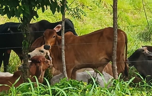 Entre las modalidades detectadas se encuentra el uso de vehículos equipados con dobles tinas refrigeradas, una estrategia que les permite movilizar el producto ilícito sin levantar sospechas en los puntos de control. Foto. Melquíades Vásquez