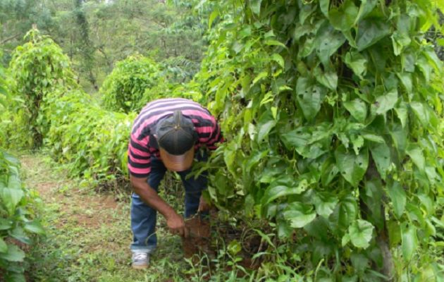 A través de modelos de bioeconomía sostenible se busca además reducir las pérdidas postcosechas. Eric Montenegro