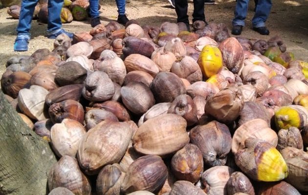 Entre las técnicas implementadas destacan la tipificación de plantas madres. Foto: Diómedes Sánchez Entre las técnicas implementadas destacan la tipificación de plantas madres. Foto: Diómedes Sánchez
