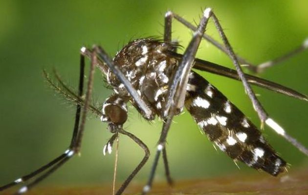 El mosquito aedes aegypti trasmite el dengue. Foto: Cortesía
